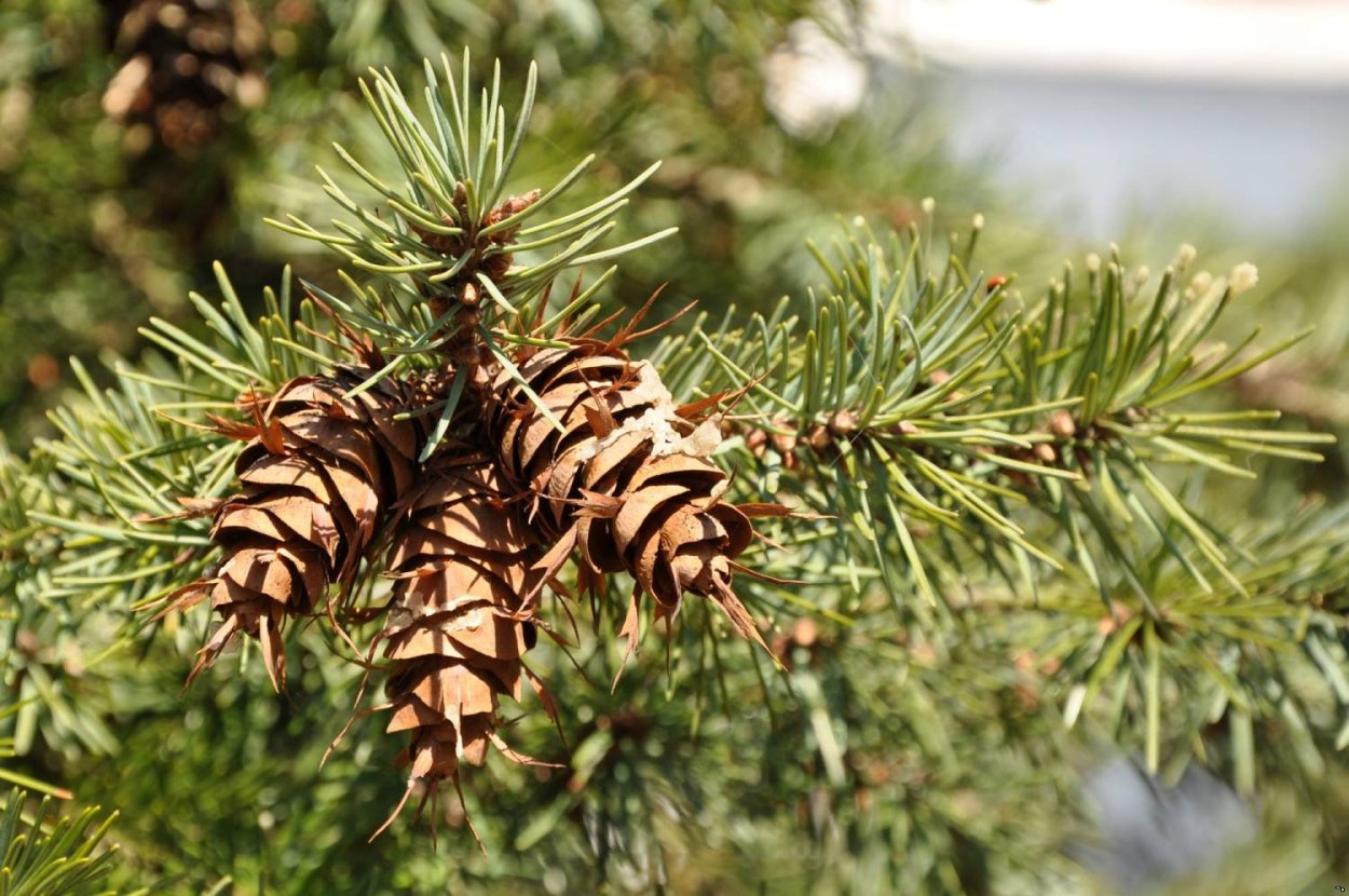 Псевдотсуга Мензиса