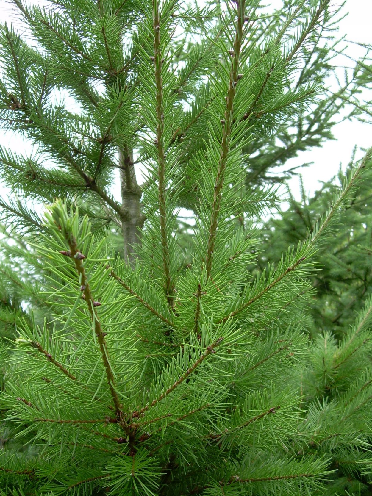 Псевдотсуга (ель Дугласа)