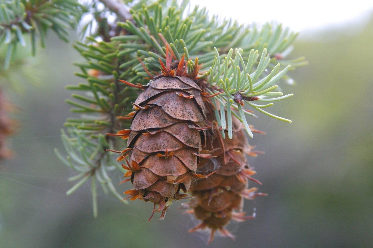 Пихта Дугласа (Псевдотсуга)