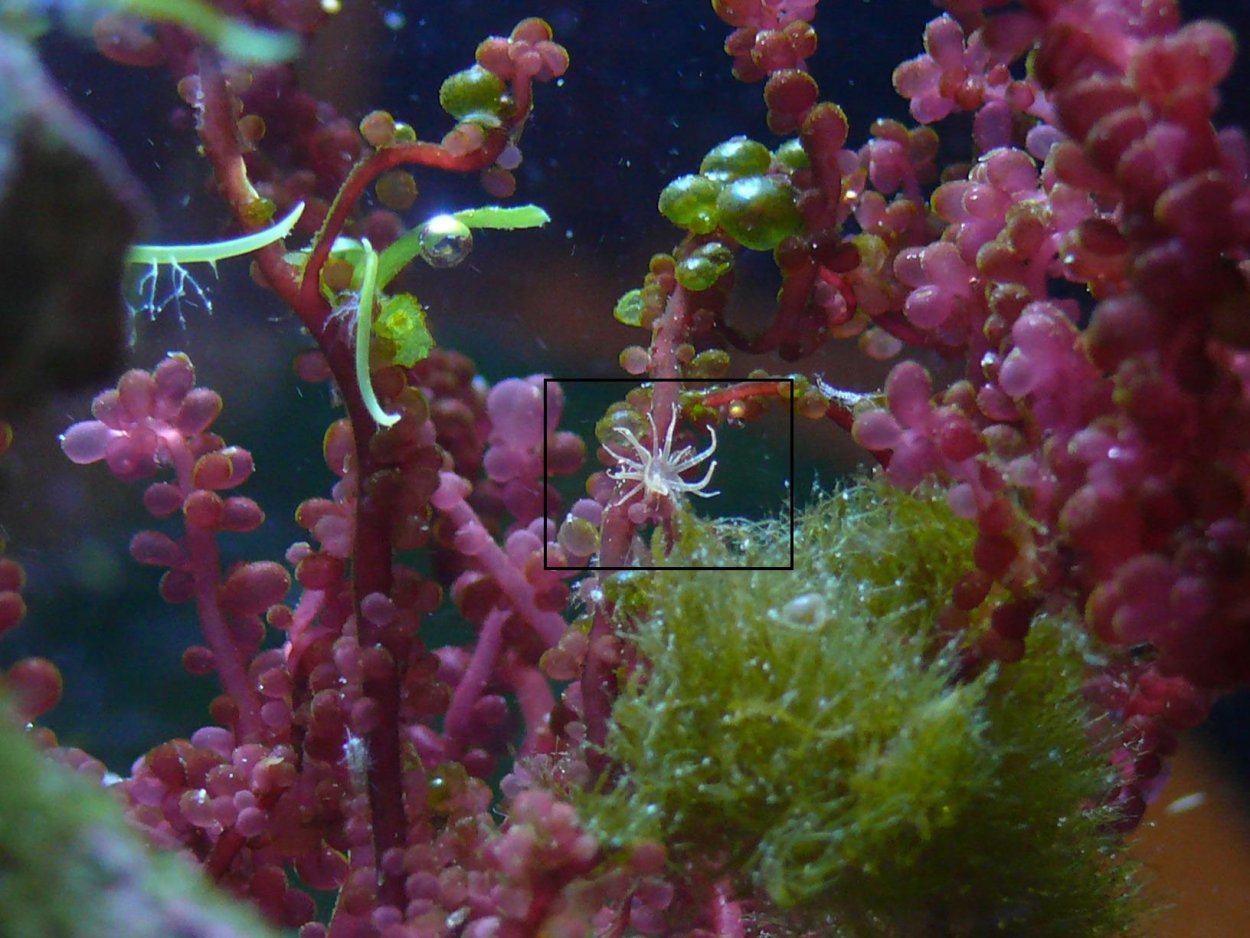 Водоросли циано в морском аквариуме