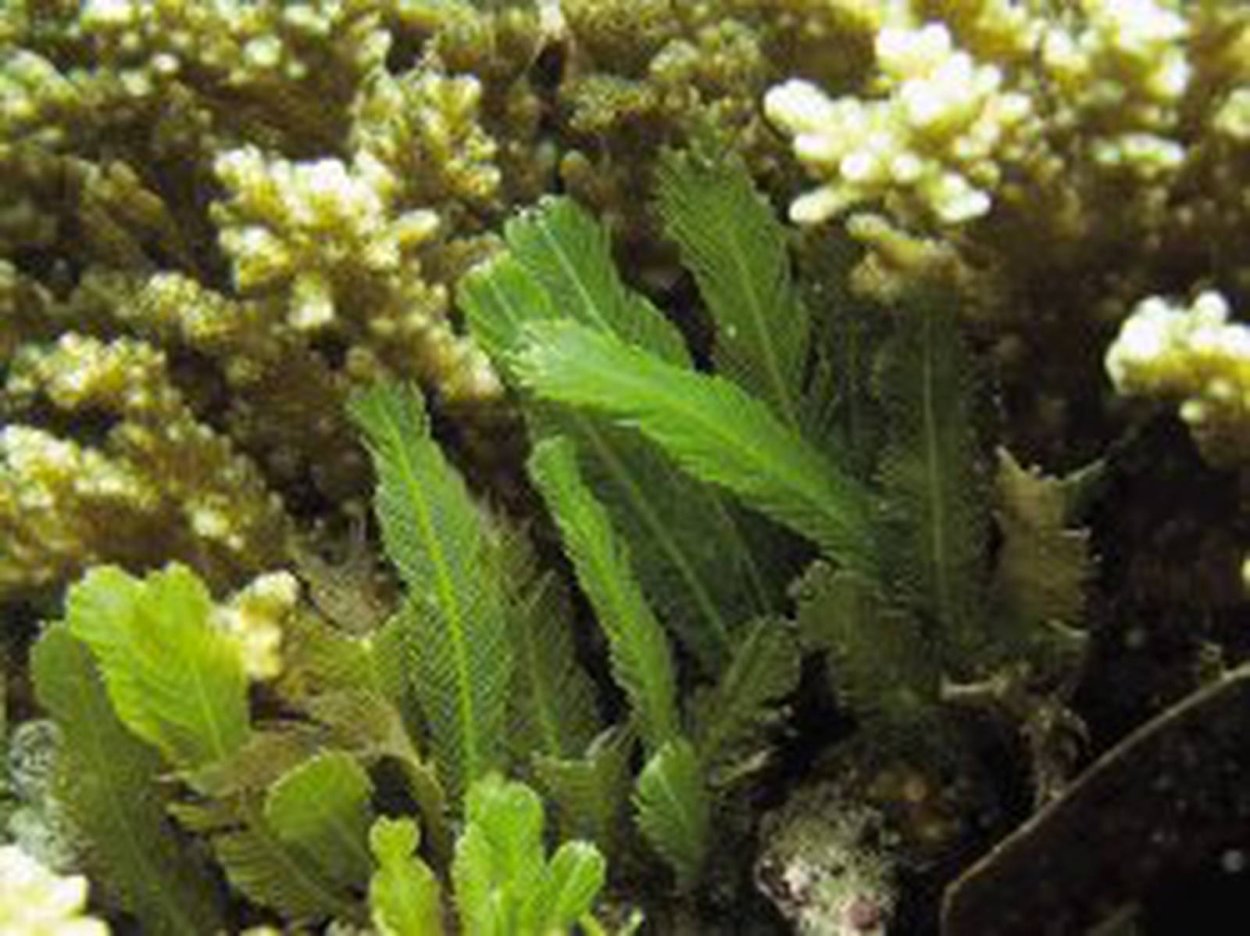 Каулерпа водоросль