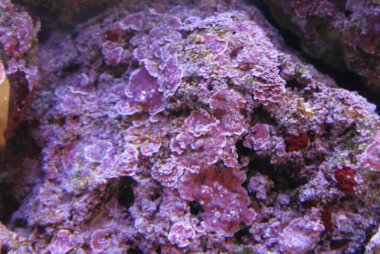 Водоросли циано в морском аквариуме