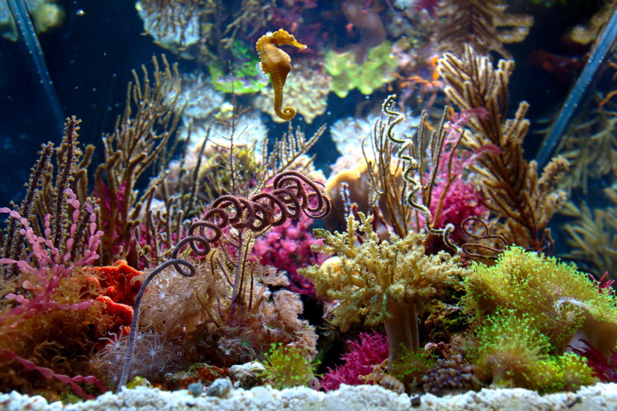 Риф и морской конек