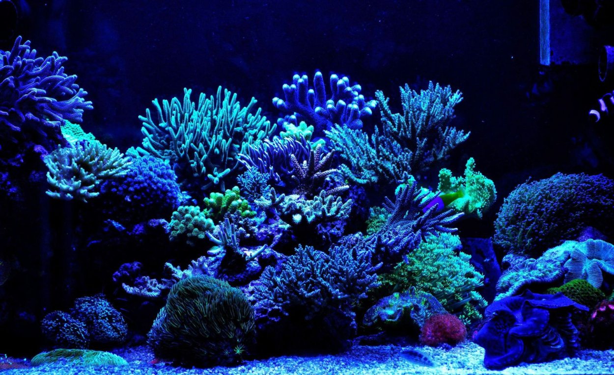 Фосфоресцирующие кораллы