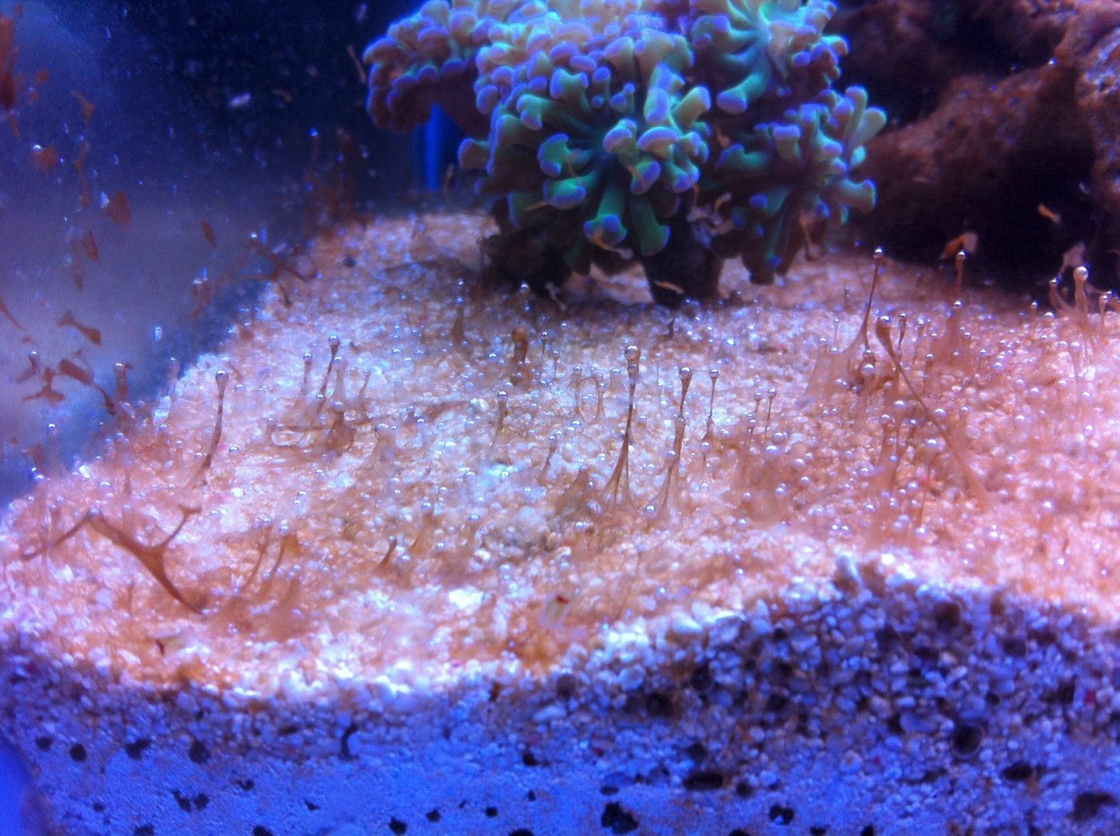 Динофлагеллят в морском аквариуме