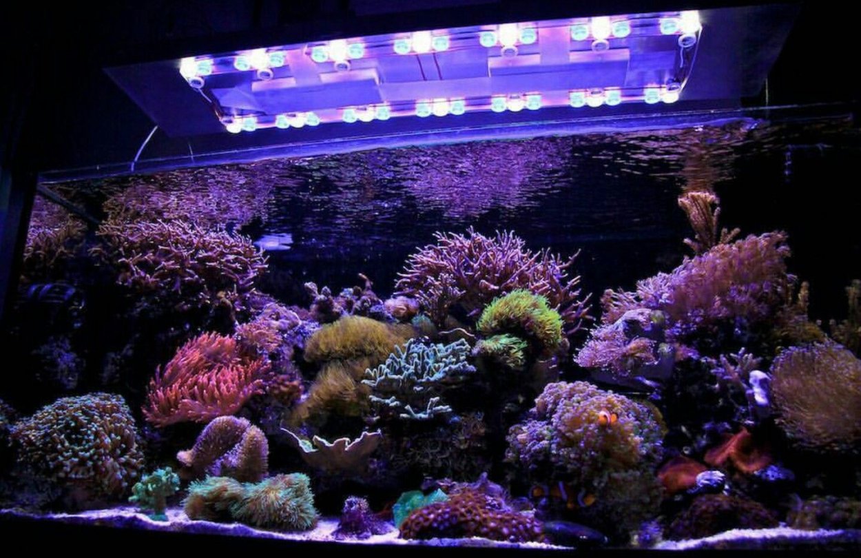 Морской аквариум для начинающих