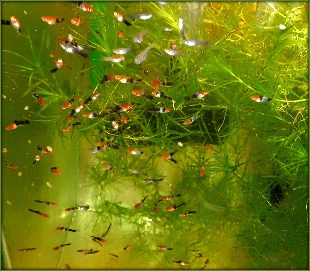 Меченосец рыбка мальки