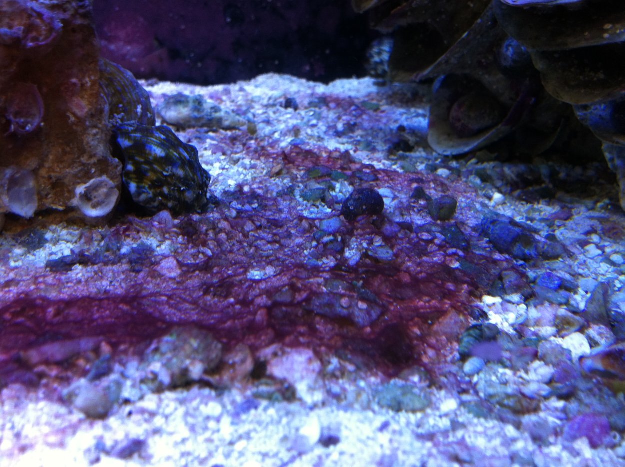 Цианобактерии в морском аквариуме