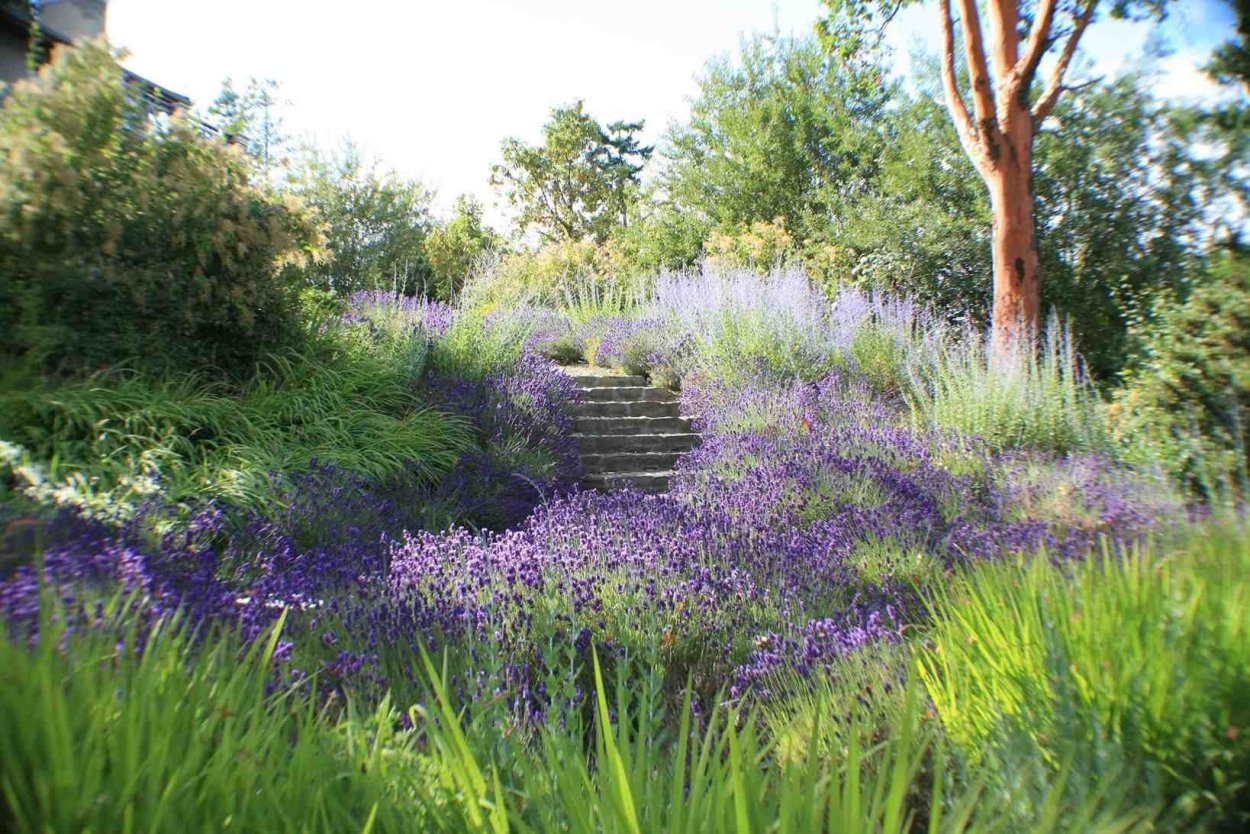 Миксбордер Лаванда овсяница