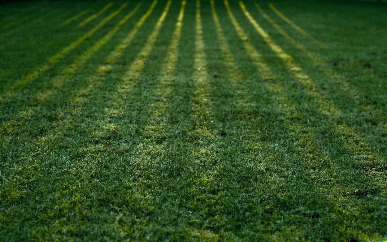 Трава сверху