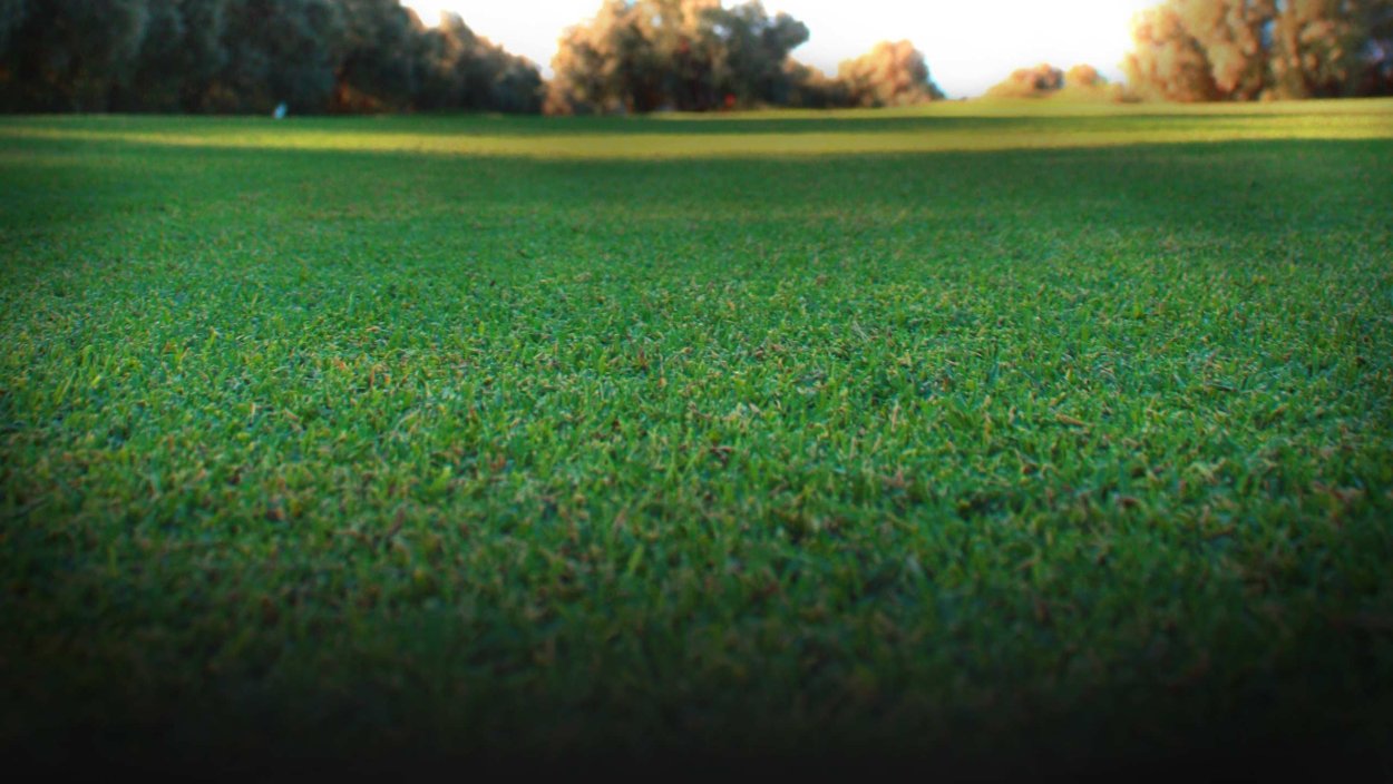 Зеленый газон