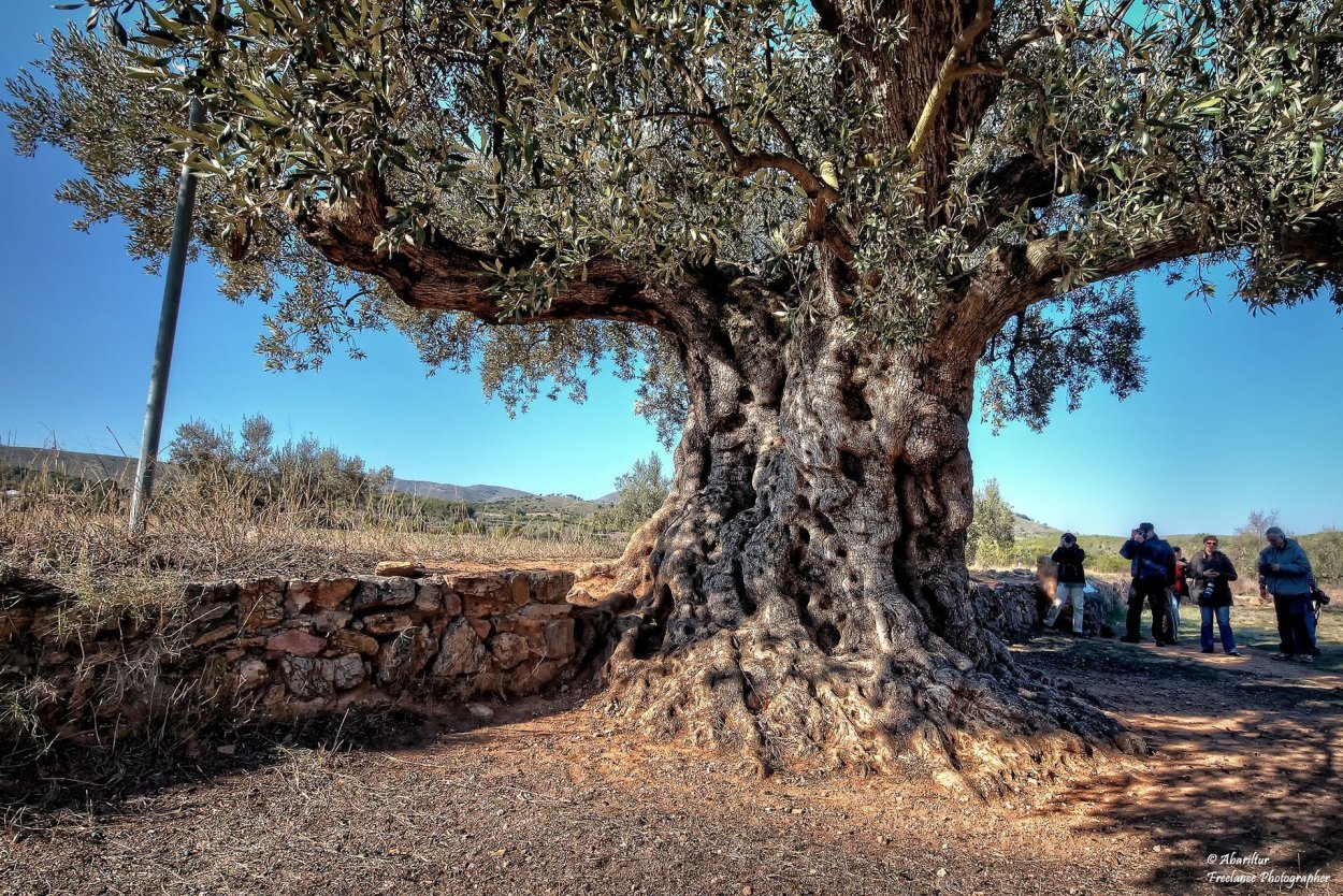Дерево гаркад в Израиле