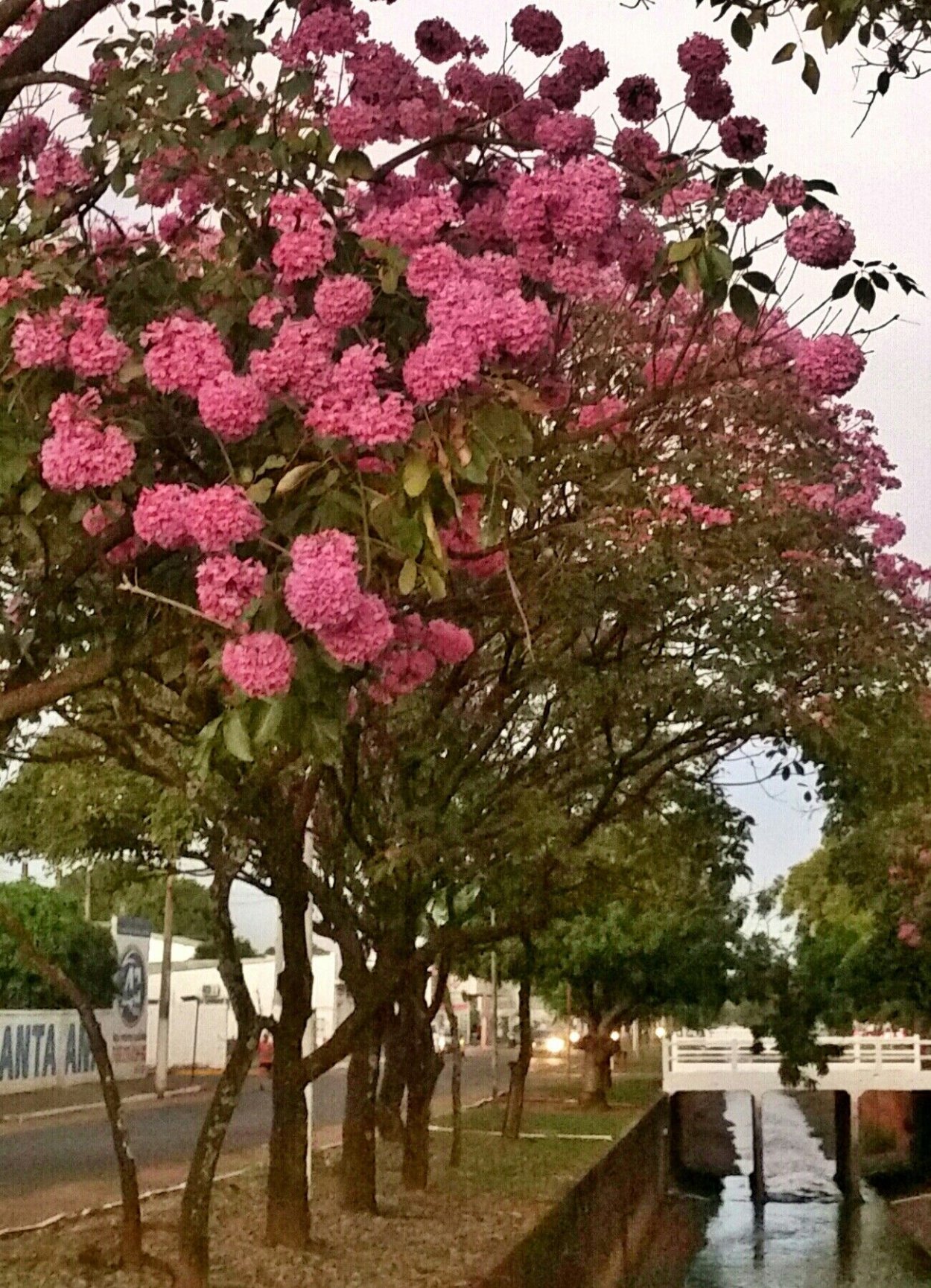 Еврейское дерево гаркад