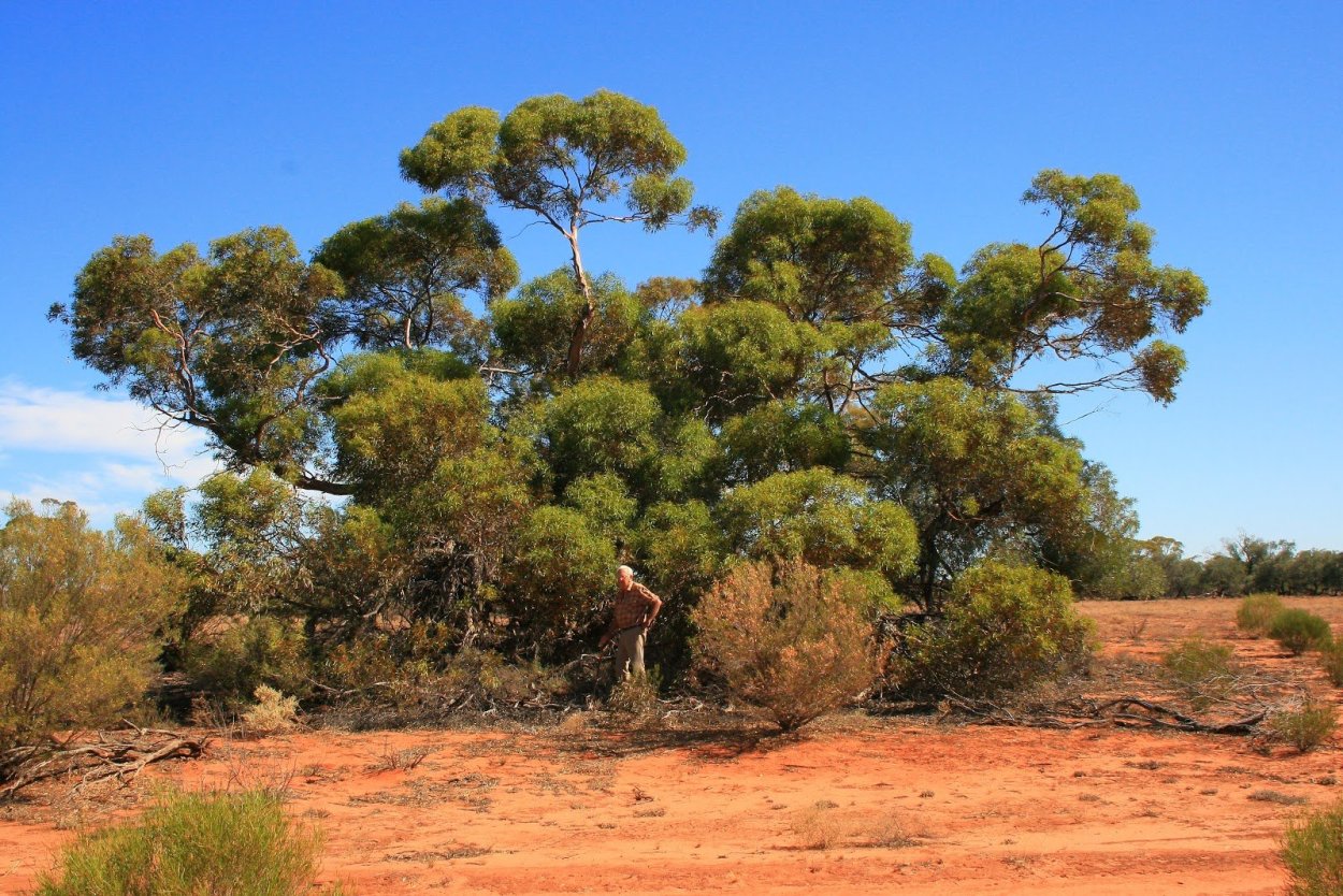 Дерево Аль гаркад