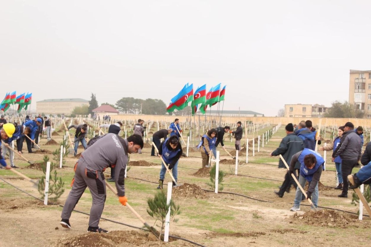 Экологи сажают деревья