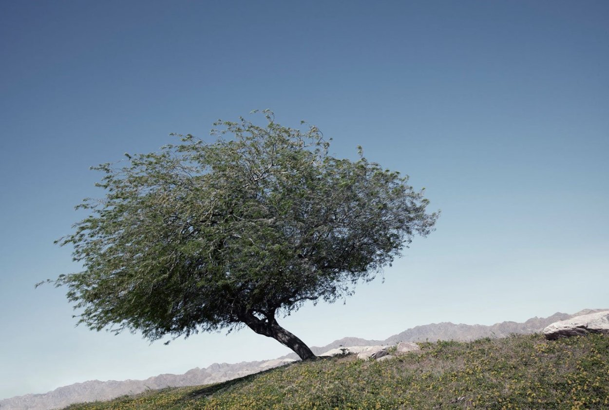 Дерево евреев гаркад