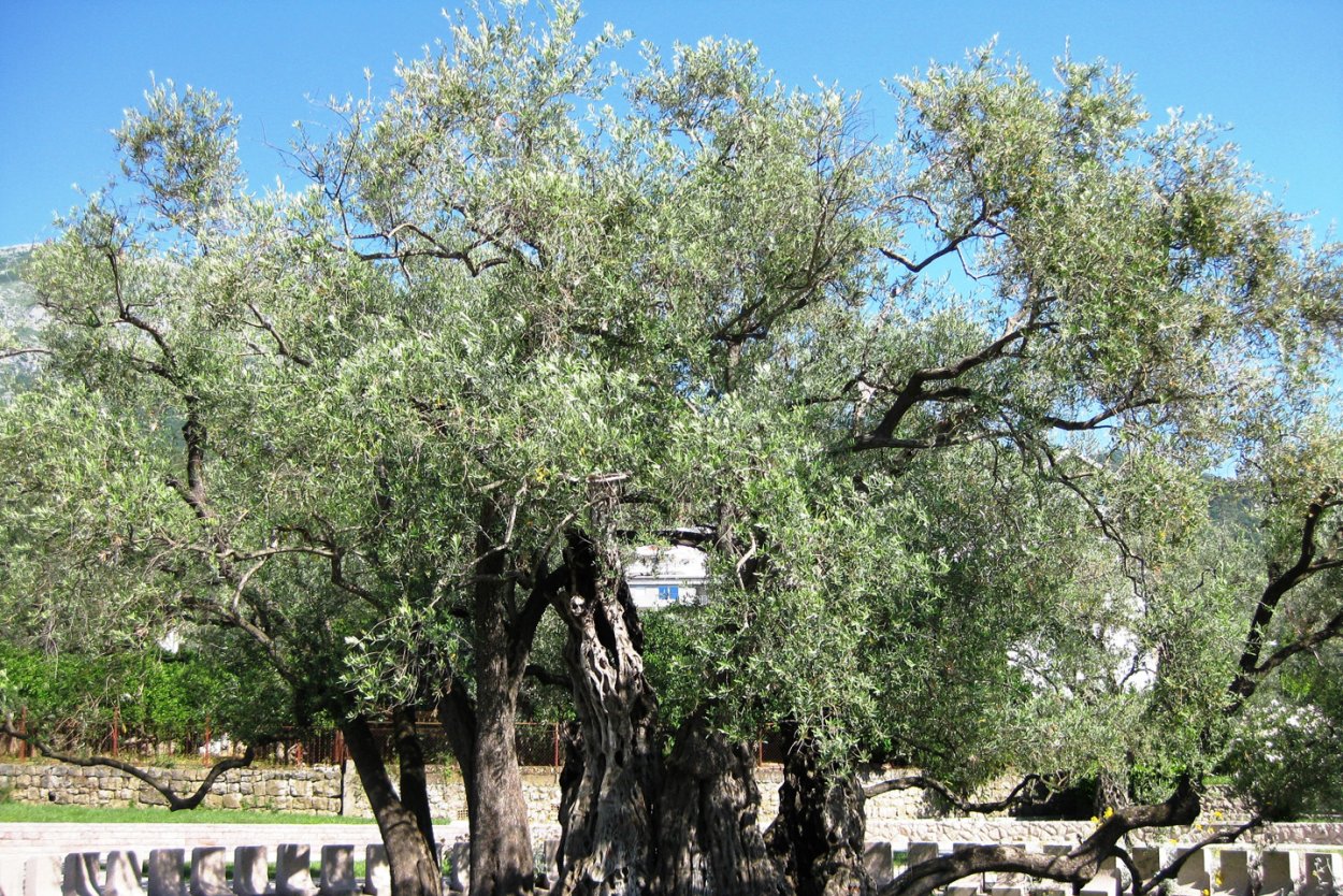 Дерево гаркад месторождение