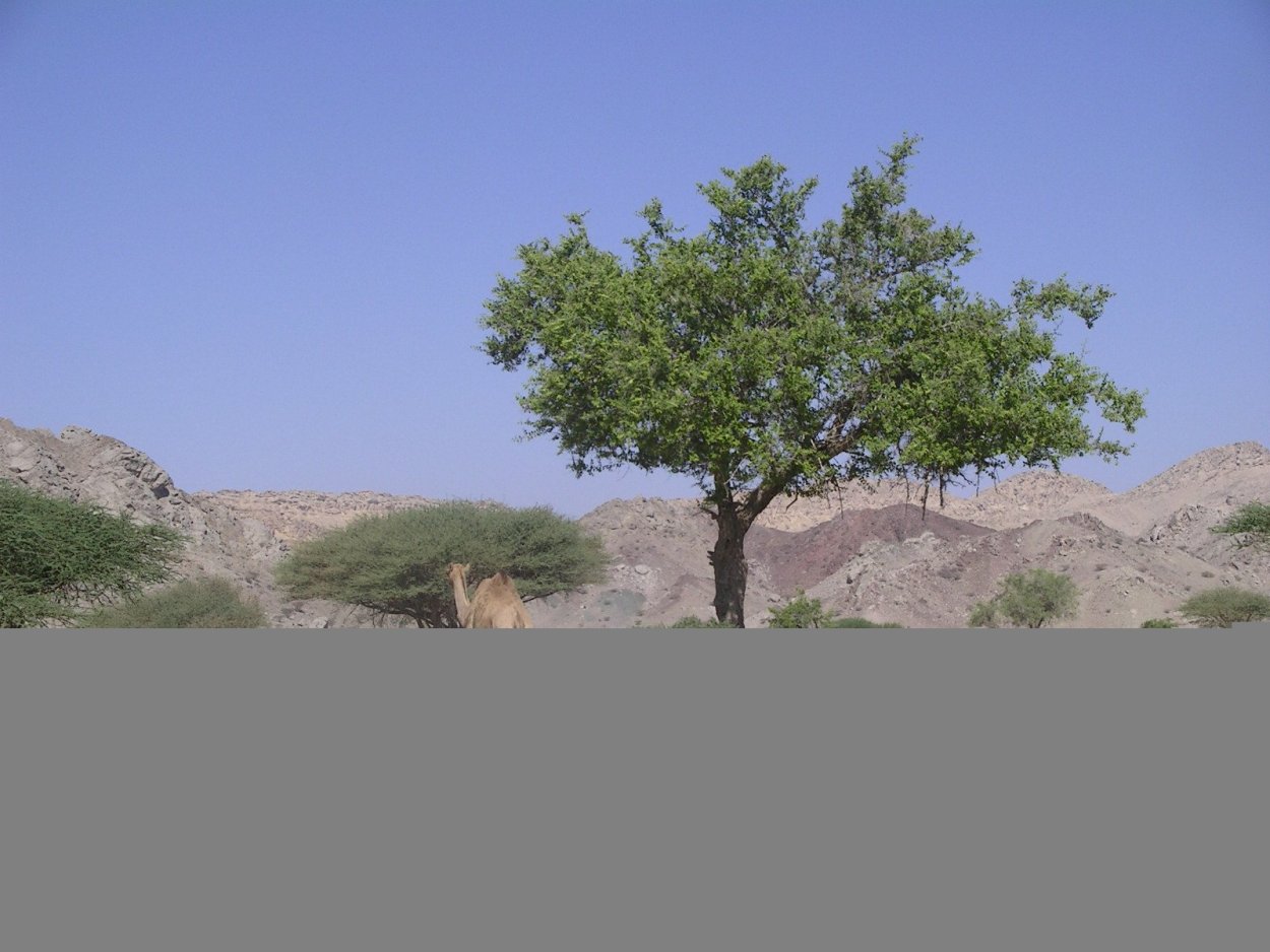 Гаркад дерево Израиль дерево