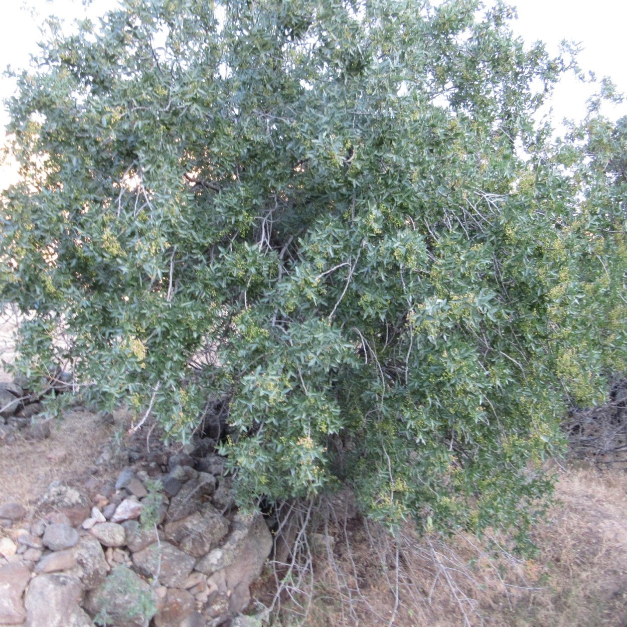 Дерево Гаргат