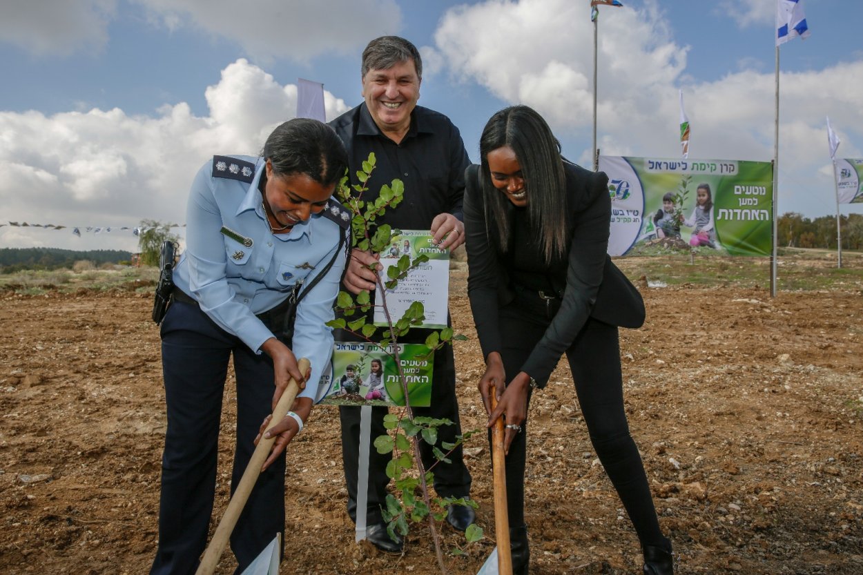 Дерево которое сажают иудеи