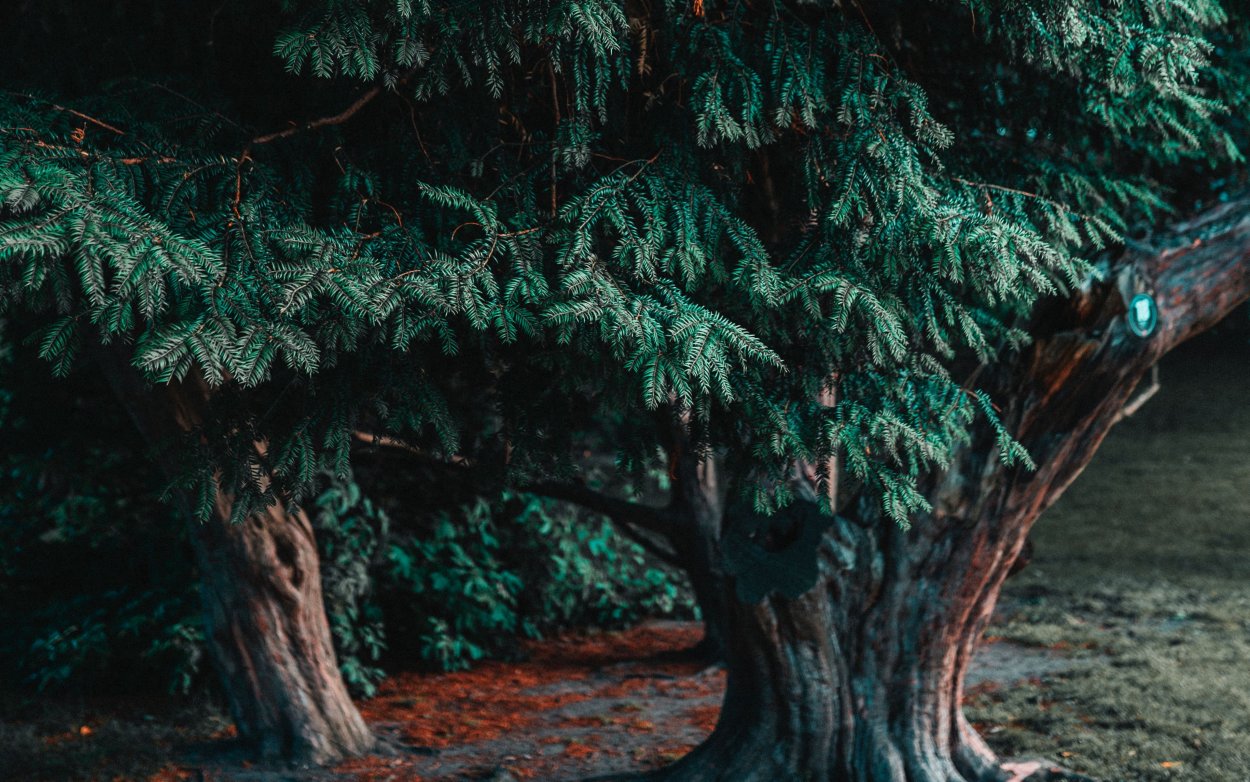 Два хвойных дерева