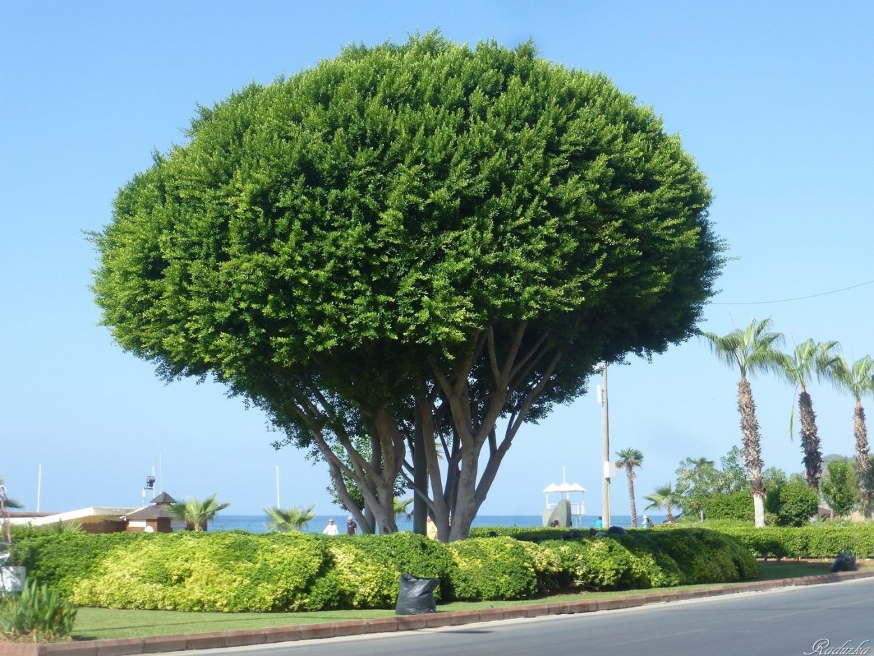 Южное вечнозеленое дерево