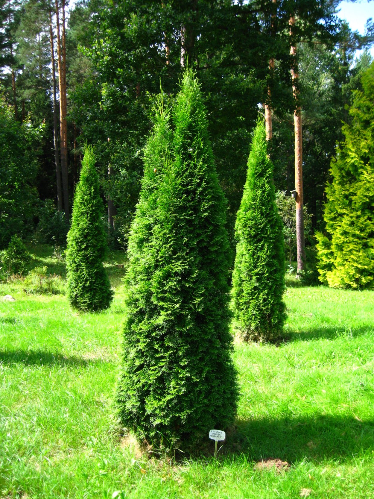Туя Западная Смарагд