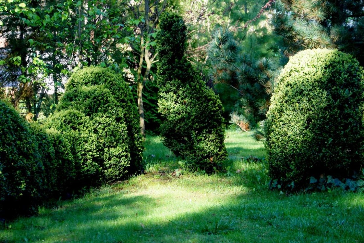 Самшит природная зона