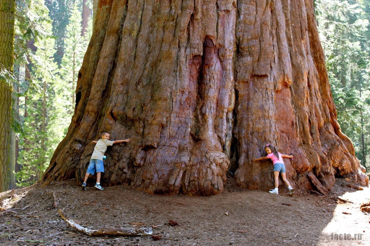 Секвойя дерево