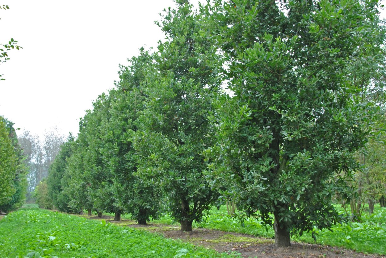 Веретенообразное вечнозеленое дерево