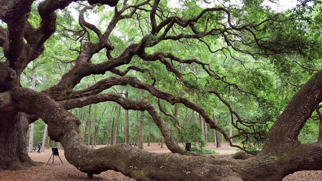 Ангельский дуб Южная Каролина