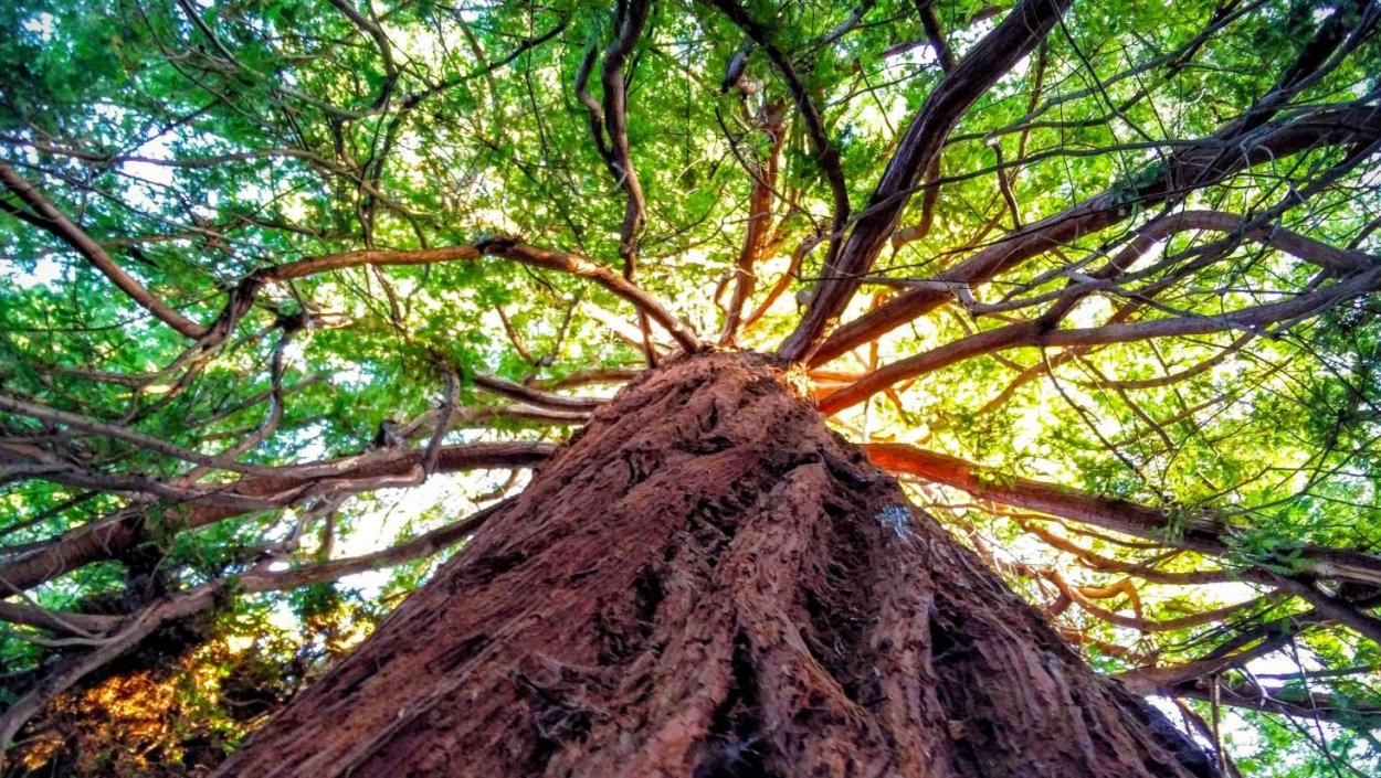 Нанму дерево