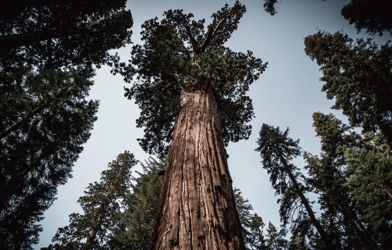 Лес секвой