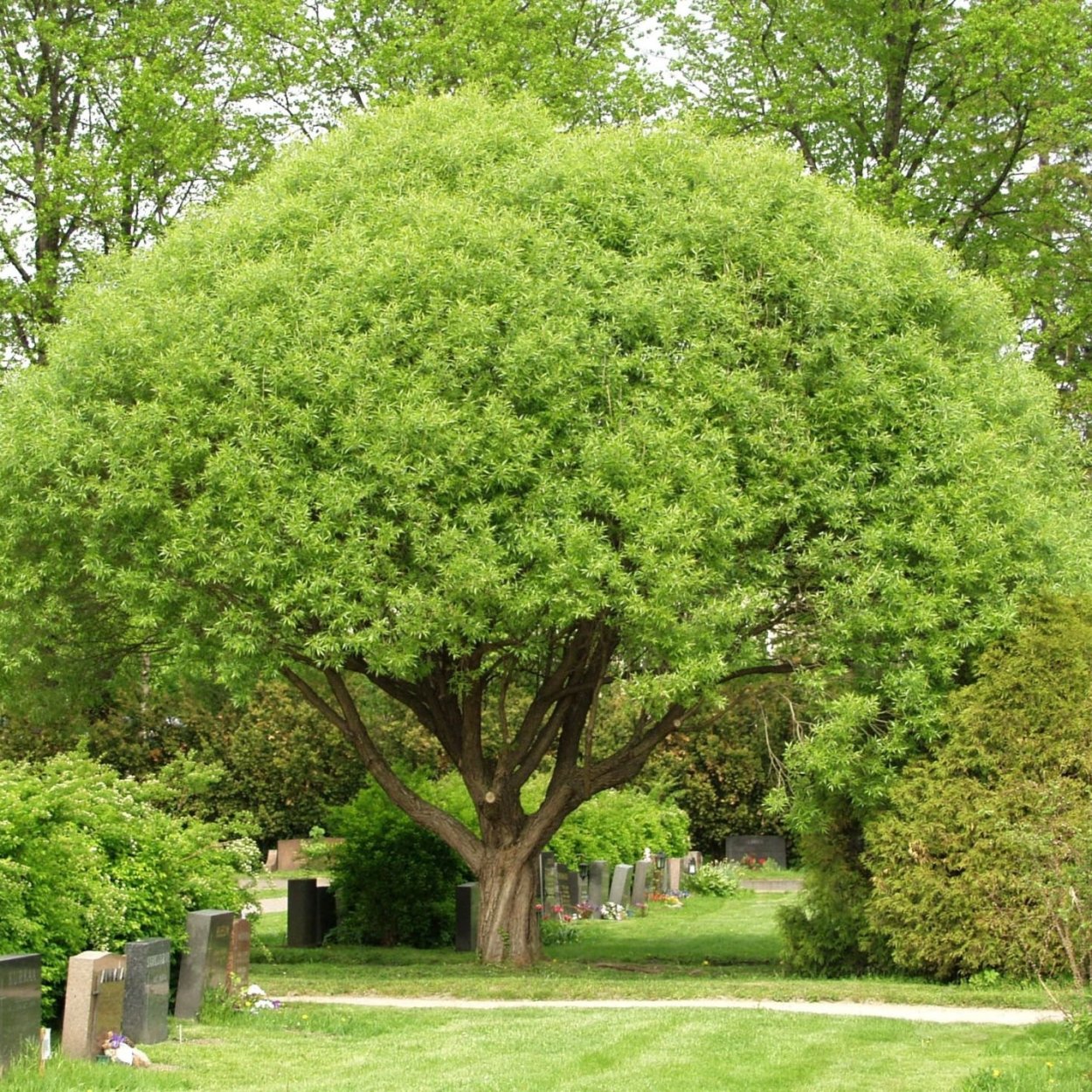 Купить в Ставрополе дерево шарообразное
