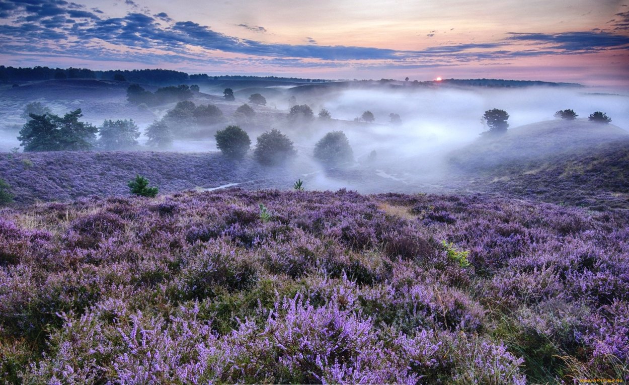 Вересковые пустоши Шотландии