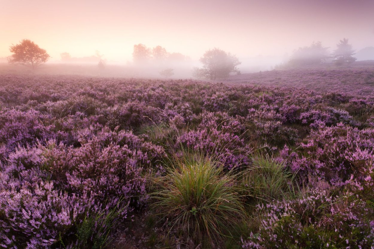 Корнуолл Вересковые пустоши