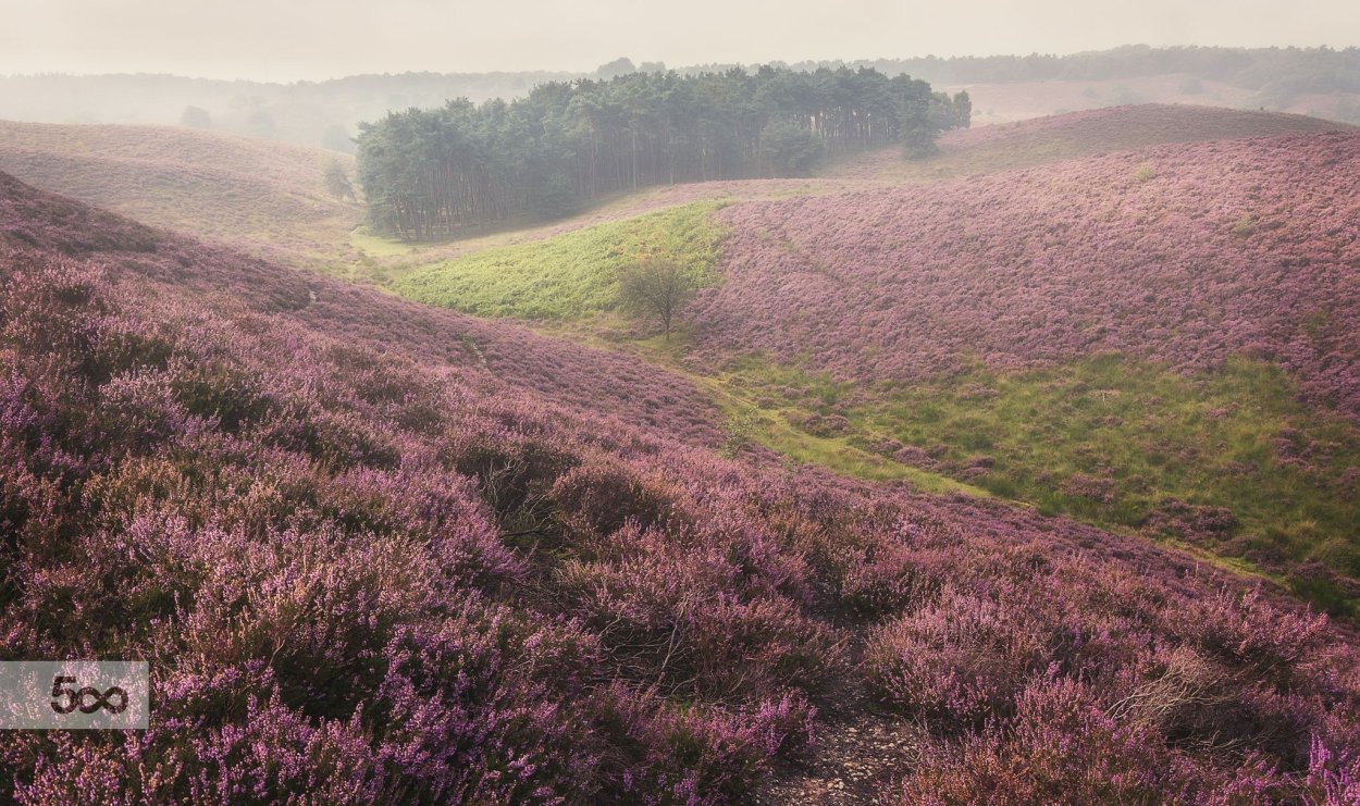 Вересковая Пустошь регион Англин