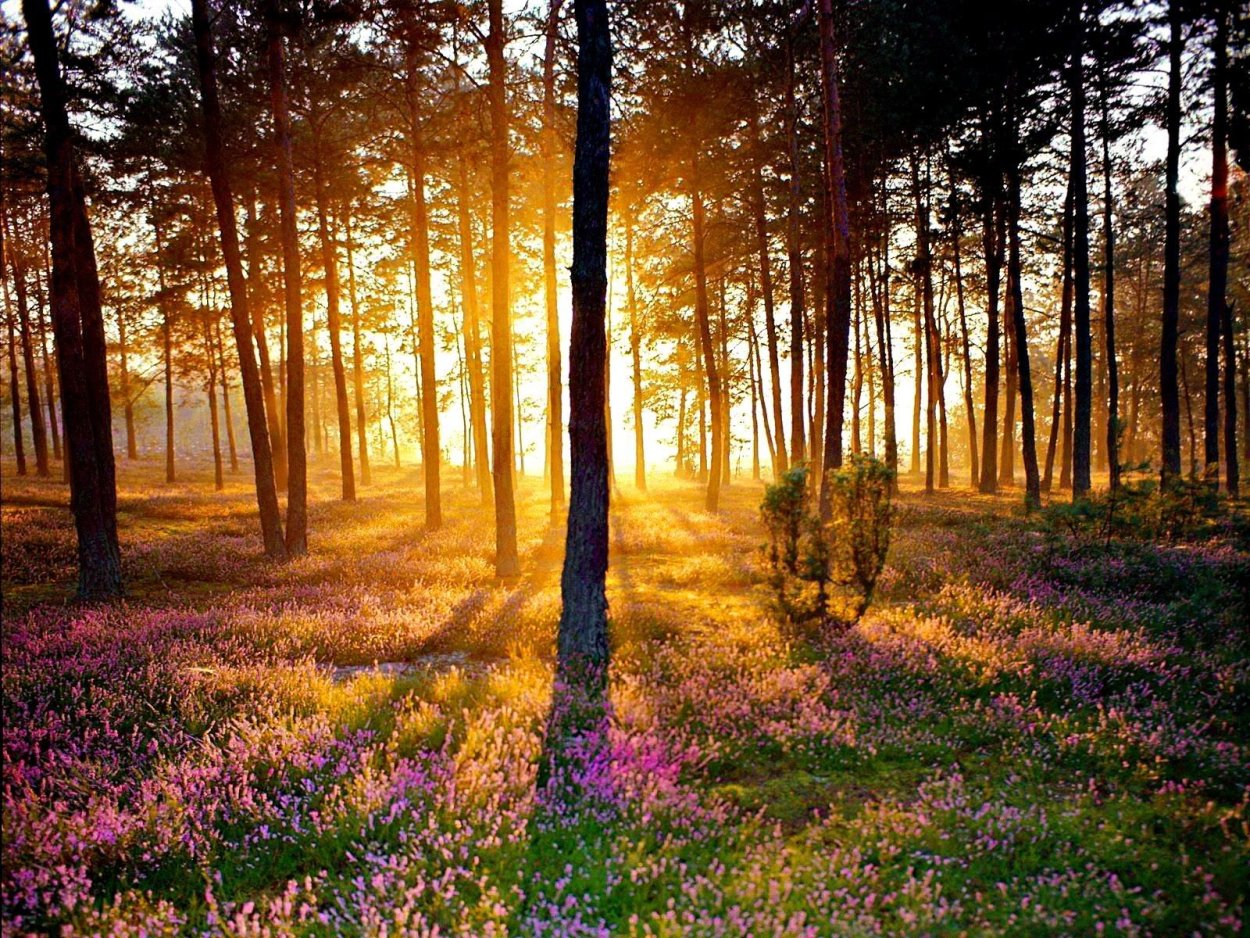 Вереск в лесу