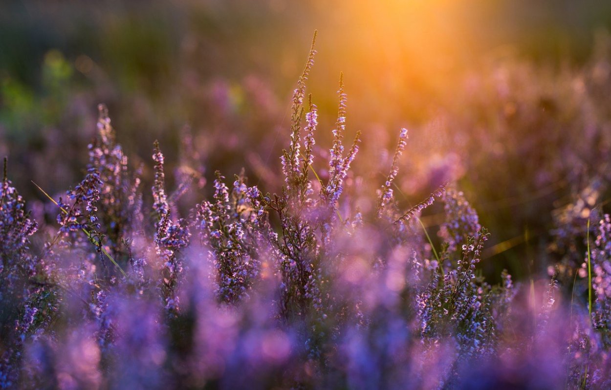 Вереск закат