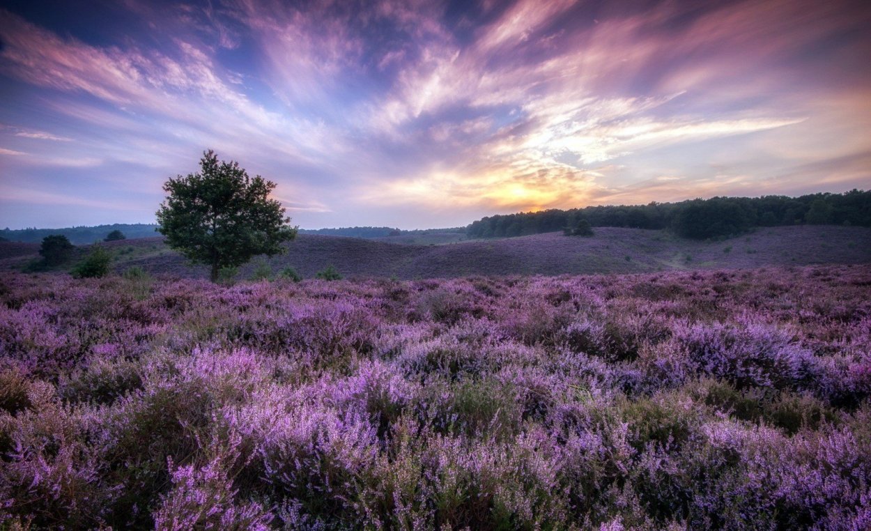 Бахчисарай Лавандовые поля