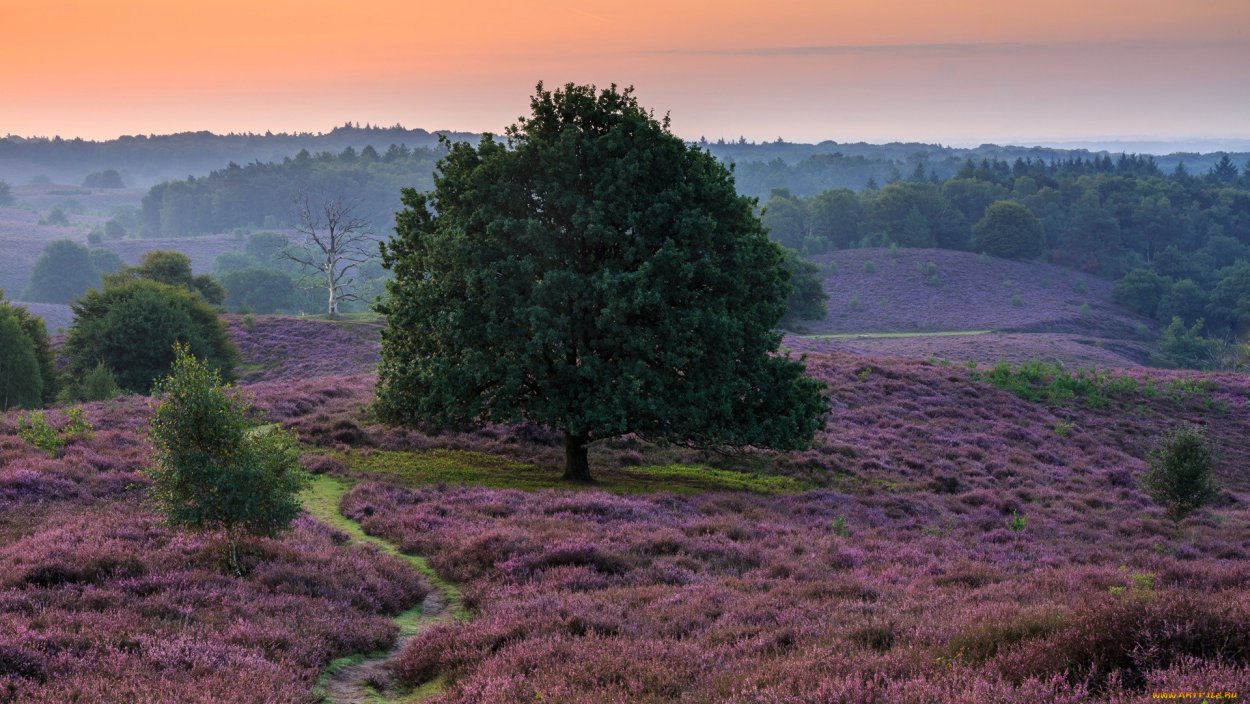 Йоркшир Англия Вересковые пустоши