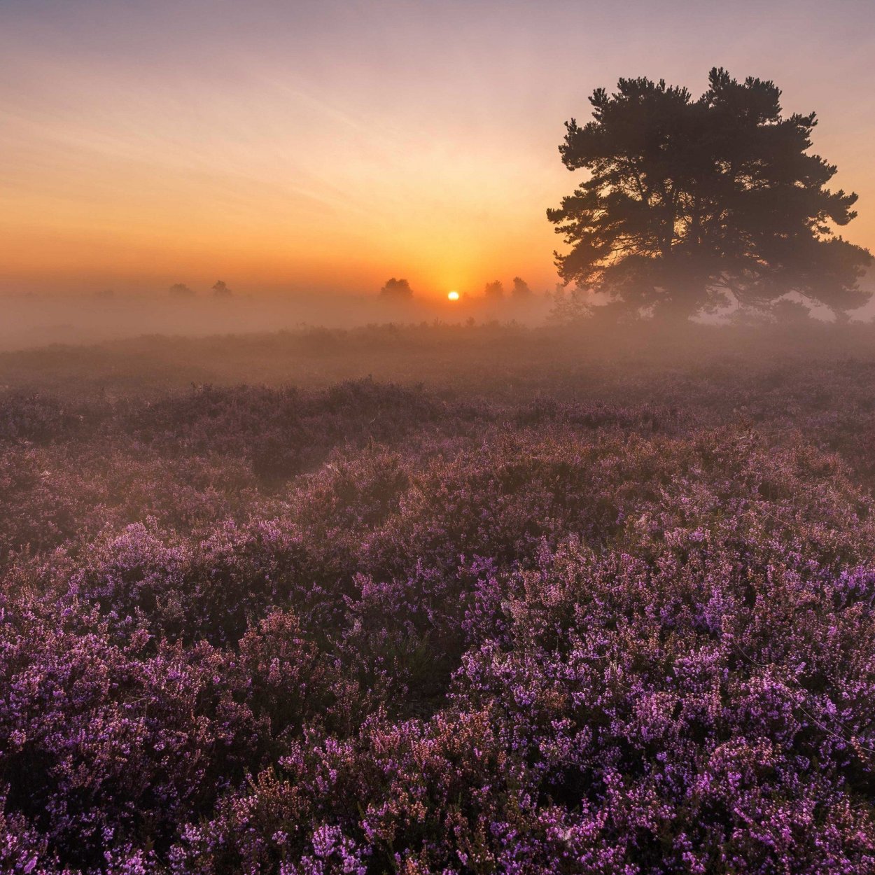 Вересковые пустоши Йоркшира