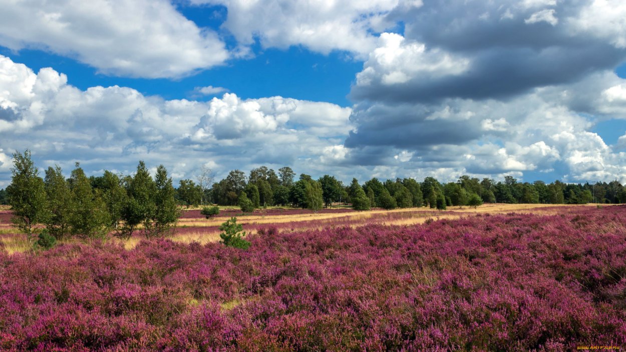 Вересковые пустоши Германии