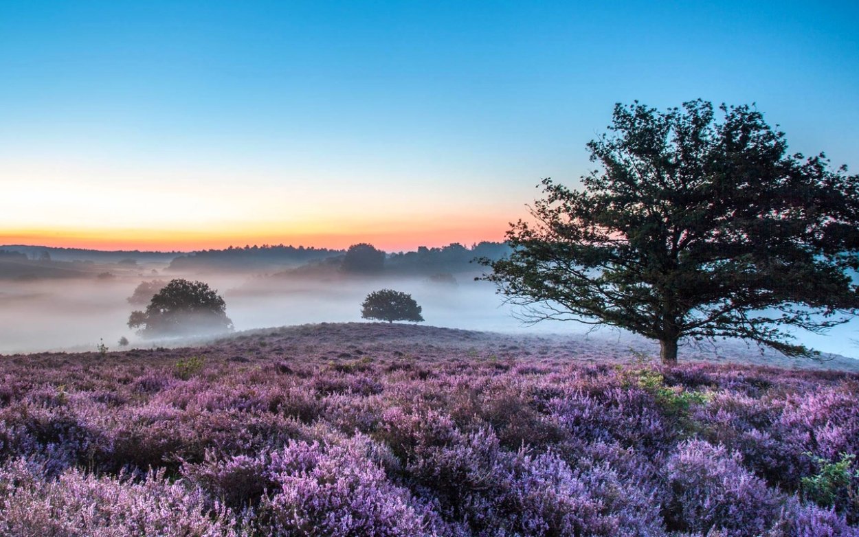 Вересковые пустоши Шотландии