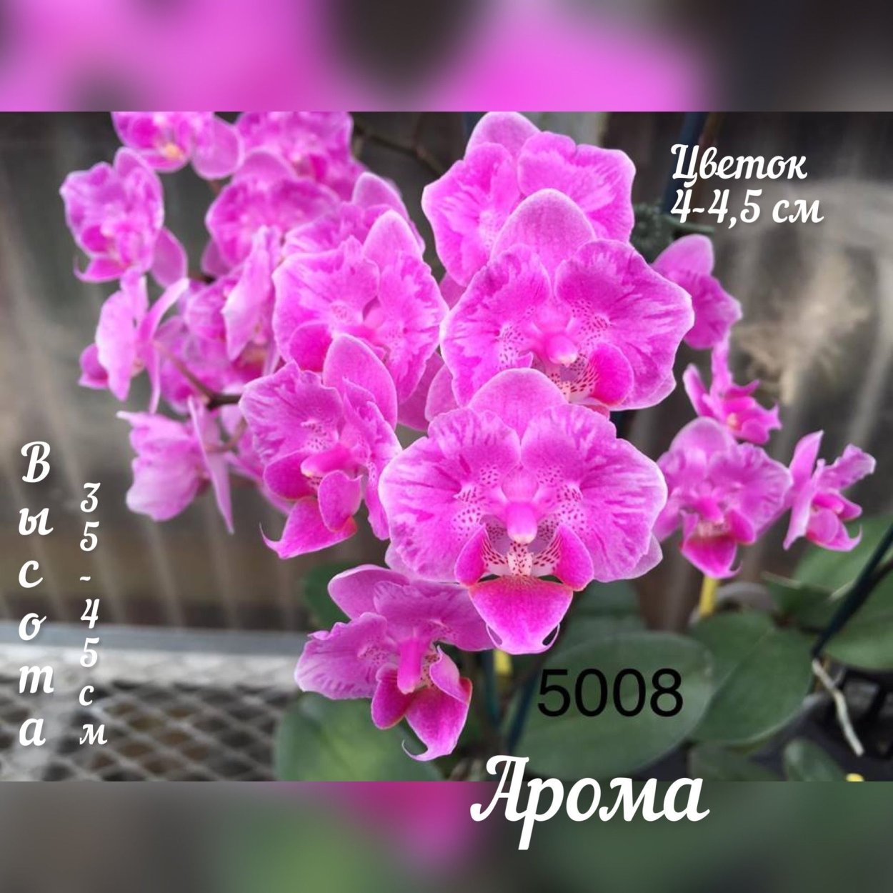 Phal.little Mary ‘peloric’