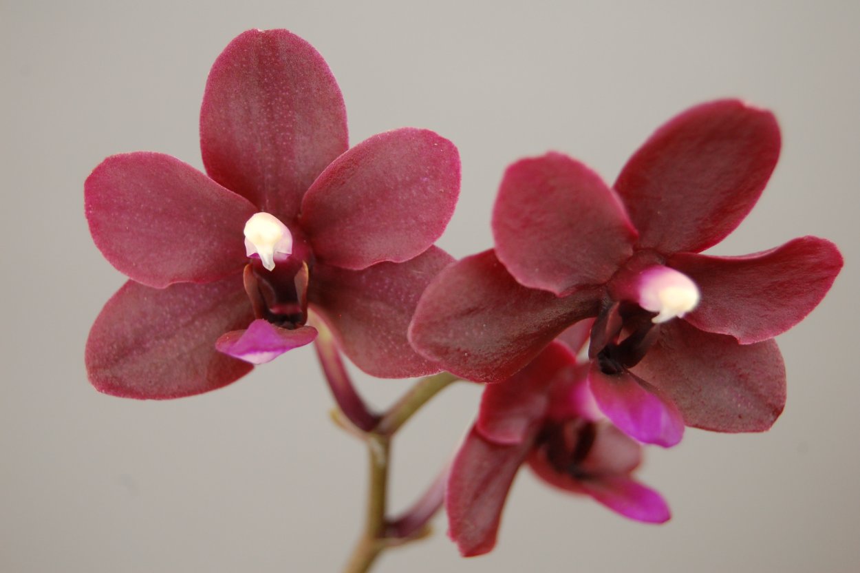 Фаленопсис Black Pearl