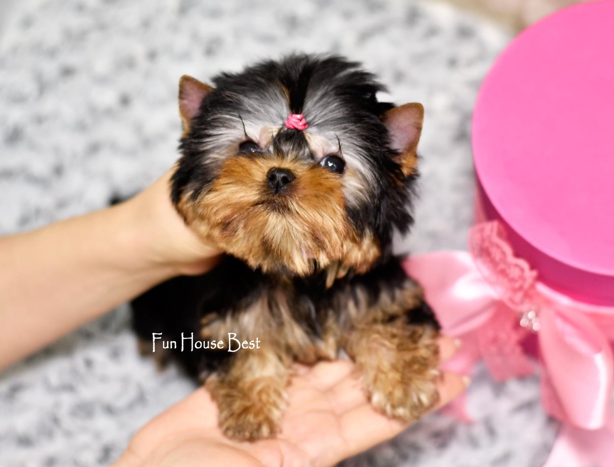 Микро Йоркширский терьер