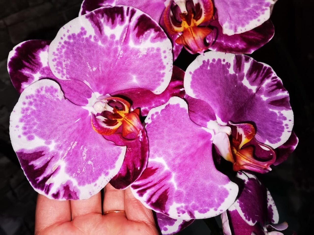 Орхидея фаленопсис Sacrifice