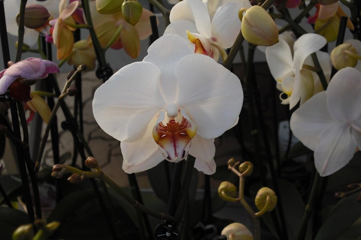 Фаленопсис Калипсо