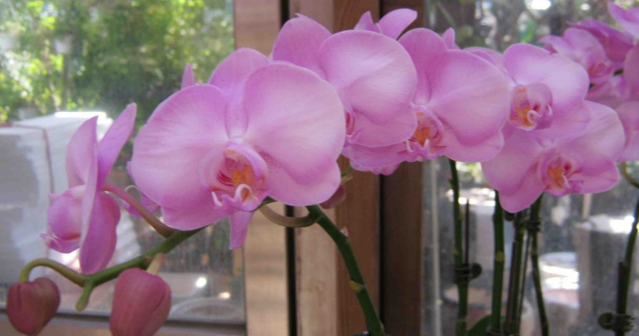 Фаленопсис Babyface